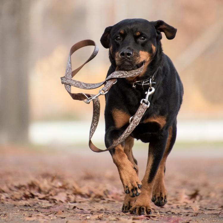 Hund i bånd