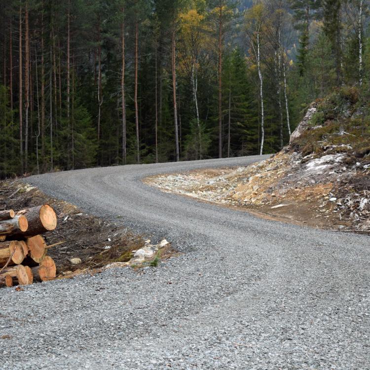 Bilde av skogsvei